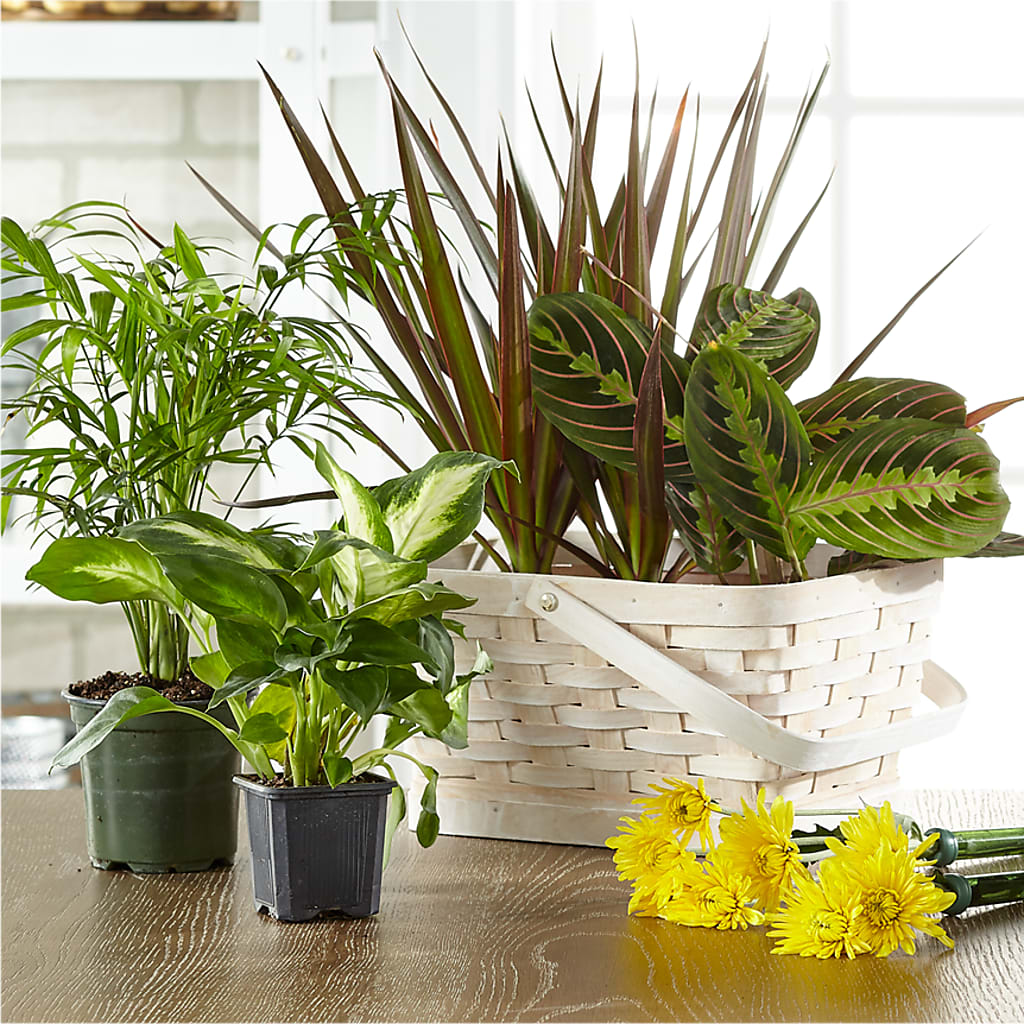 Florist Designed Blooming and Green Plants in a Basket – The Rose Shop, Kerrville TX