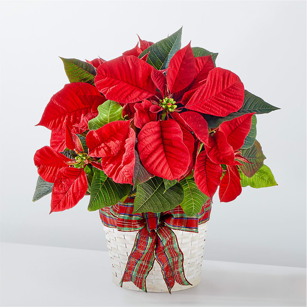Happiest Holidays Poinsettia – The Rose Shop, Kerrville TX