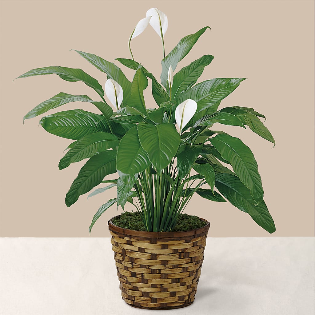 Tranquil Moments Peace Lily Plant – The Rose Shop, Kerrville TX