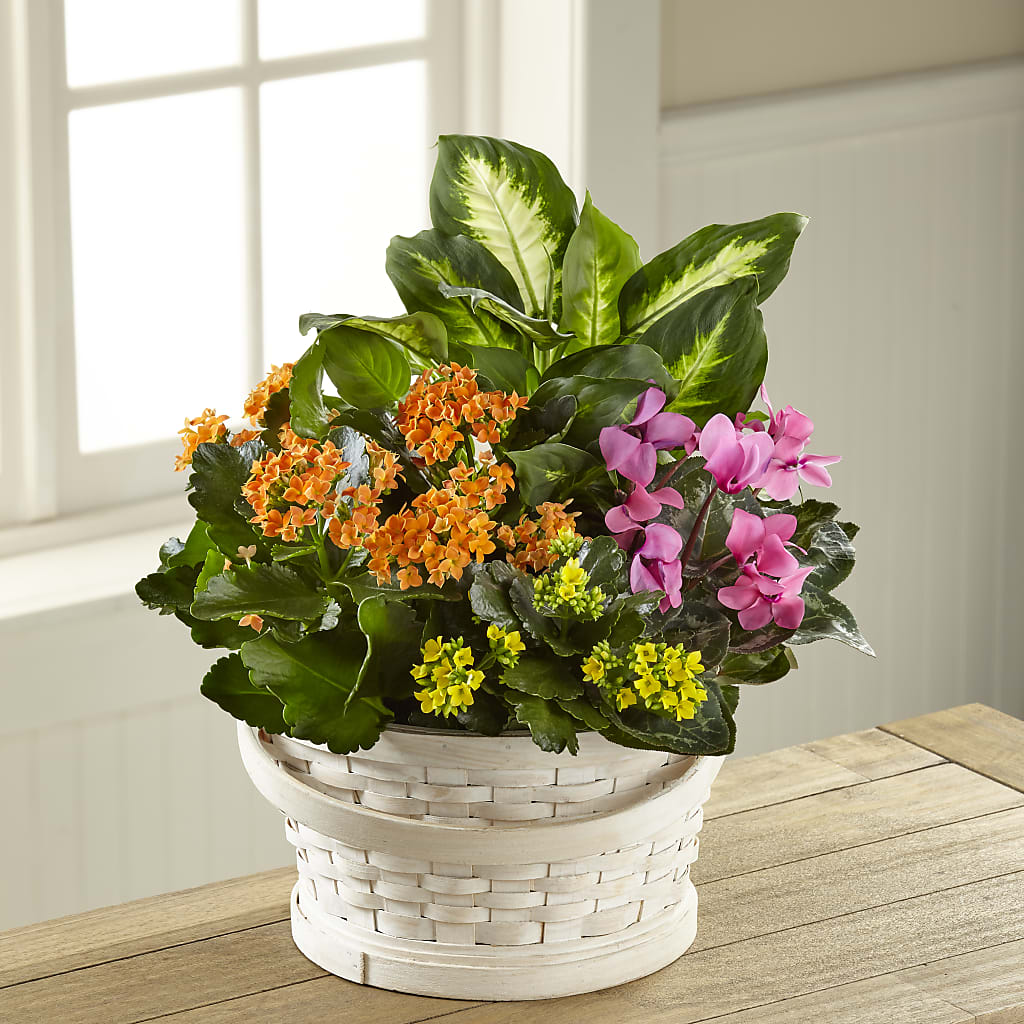Color Crush Dishgarden – The Rose Shop, Kerrville TX