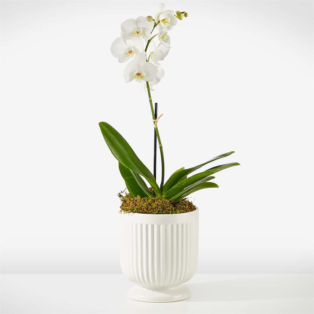 Whispering White Orchid – The Rose Shop, Kerrville TX