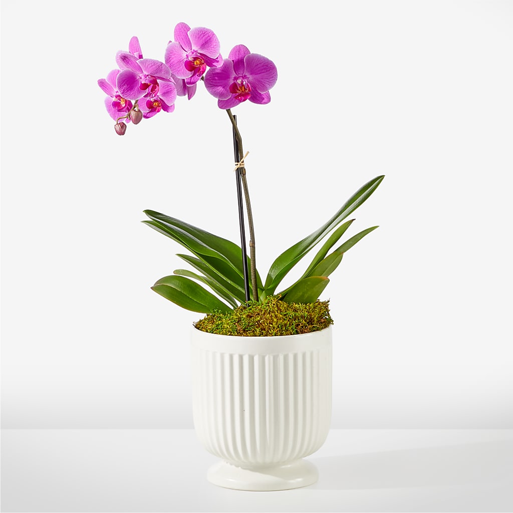 Friendly Fuchsia Orchid – The Rose Shop, Kerrville TX