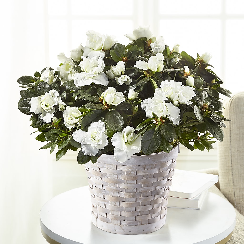 White Azalea Plant – The Rose Shop, Kerrville TX