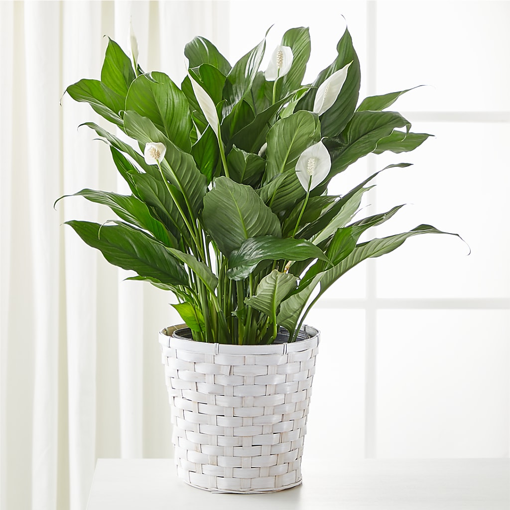 A New Leaf Peace Lily – The Rose Shop, Kerrville TX