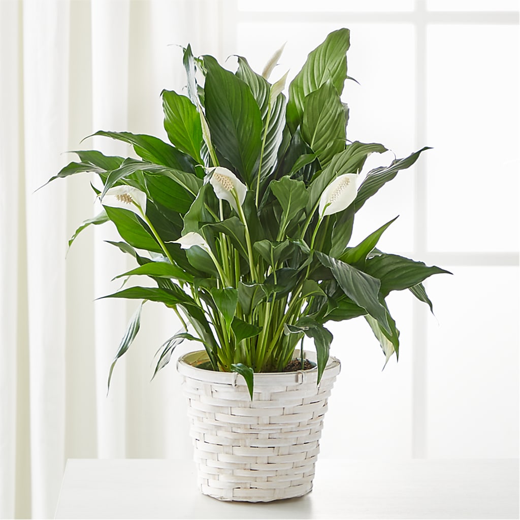 A New Leaf Peace Lily – The Rose Shop, Kerrville TX
