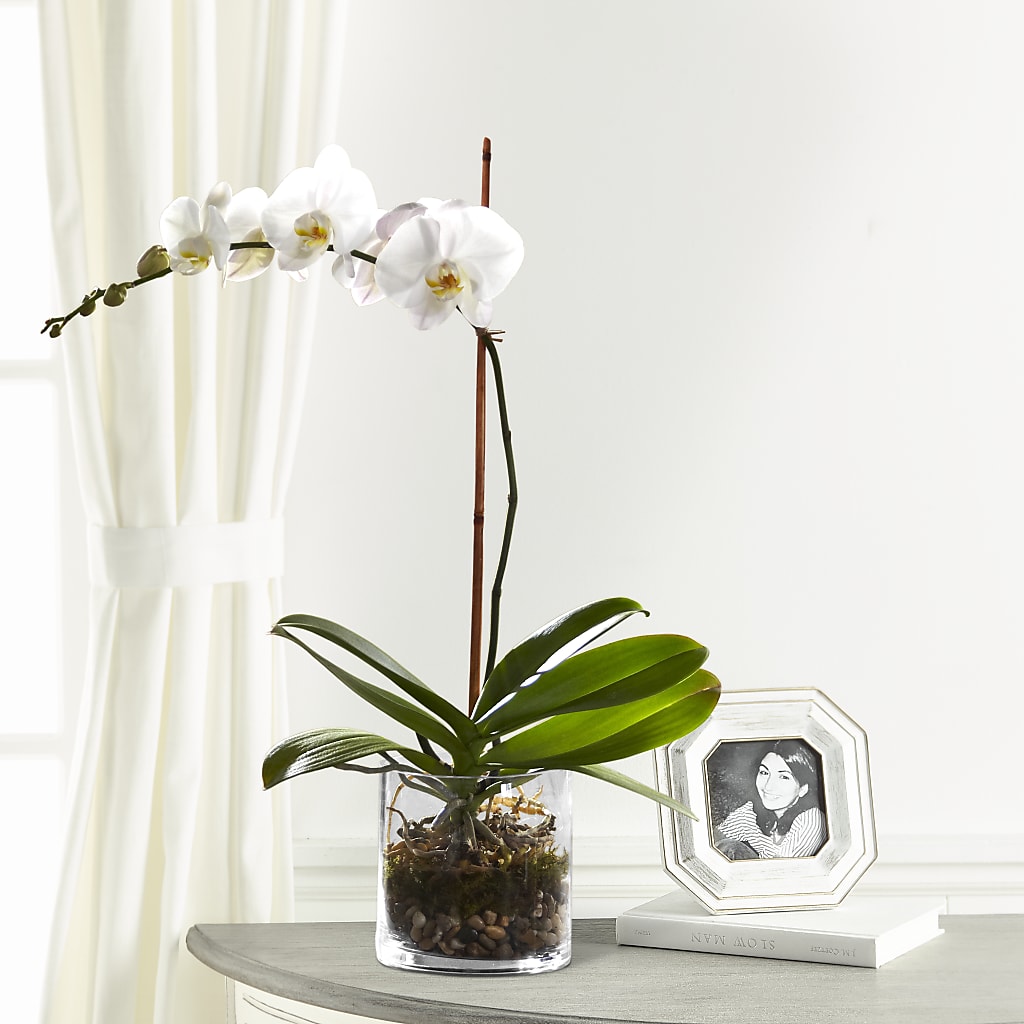 White Orchid Planter – The Rose Shop, Kerrville TX