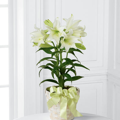 Easter Lily Plant –  The Rose Shop, Kerrville TX