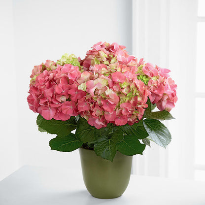Pink Hydrangea Planter –  The Rose Shop, Kerrville TX