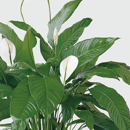 Tranquil Moments Peace Lily Plant –  The Rose Shop, Kerrville TX