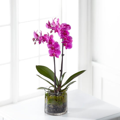 Pink Orchid Plant –  The Rose Shop, Kerrville TX