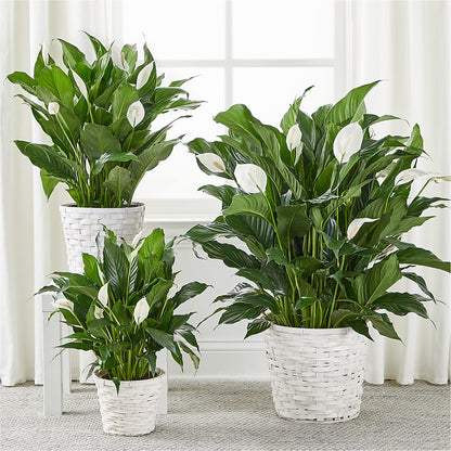 A New Leaf Peace Lily –  The Rose Shop, Kerrville TX