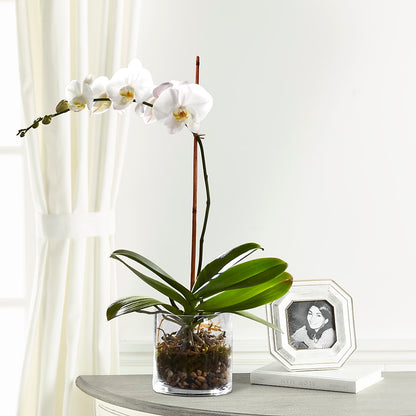 White Orchid Planter –  The Rose Shop, Kerrville TX