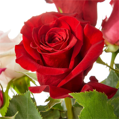 Love Notes Rose Bouquet –  The Rose Shop, Kerrville TX